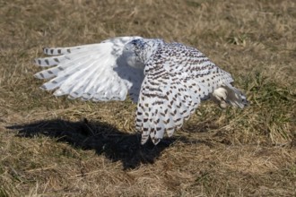 The Snowy owl, also known as the polar owl, the white owl and the Arctic owl on the shore Lake