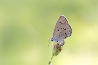 Pale meadow blue (Phengaris teleius), great burnet (Sanguisorba officinalis), butterfly laying