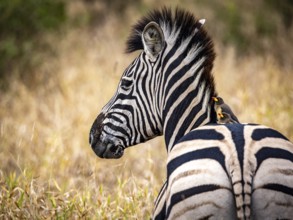 Plains zebra (Equus quagga) with red-billed oxpecker (Buphagus erythrorynchus) on its back,