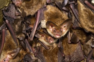 Bechstein's bats (Myotis bechsteinii)