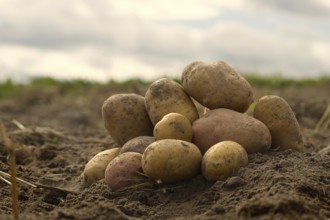 Heap of newly dug or harvested potatoes in a low angle view on rich brown earth in a concept of