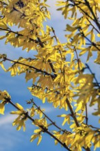 Flowering forsythia branches (Forsythia), Niedersonthofen, Allgäu, Swabia, Bavaria, Germany, Europe
