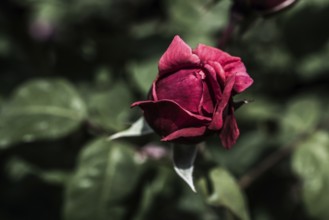 Blooming beautiful colorful rose bud in garden nature background