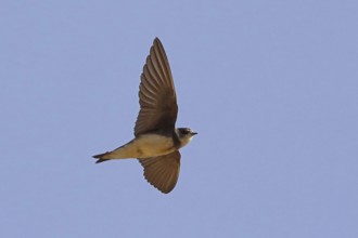 Sand martin with open wings flying right looking in front of blue sky