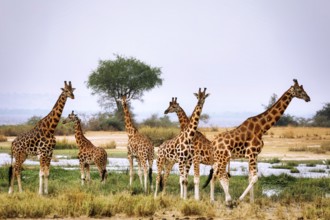 Ugandische Giraffe (Giraffa camelopardalis rothschildi) am Albertsee, Murchison Falls National Park