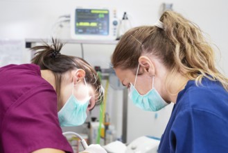Portrait of confident veterinarians working in animal hospital