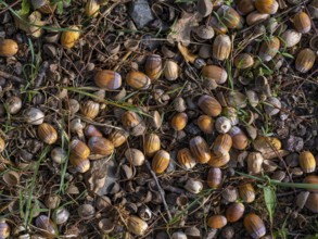 Acorns on the ground under an oak tree, Offenbach am Main, Hesse, Germany, Europe
