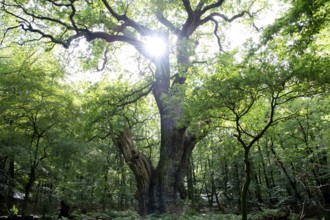 English oak (Quercus robur), Friederikeneiche natural monument, Hasbruch, Lower Saxony, Germany,