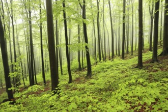 Spring beech forest in misty, rainy weather, Bischofskoppe Mountain, May, Poland, Europe