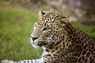 African leopard on resting over green grass