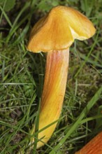 Fibrous Waxcap (Hygrocybe intermedia)