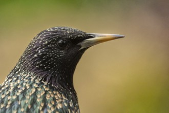 Starling (Sturnus vulgaris) in spring plumage, close-up, Hochrhein, Baden-Württemberg, Germany,