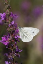 Rape white butterfly on loosestrife