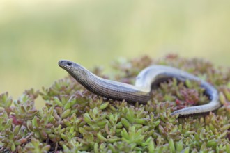 Slow worm, Anguis fragilis