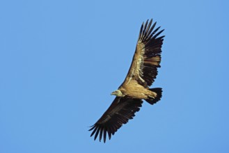Griffon vulture, Gyps fulvus, flies