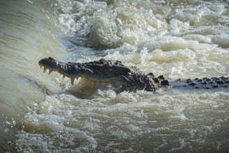 Saltwater crocodile, also known as saltie (Crocodylus porosus) at the Cahill Crossing ford through
