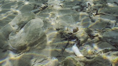 Plastic garbage lies on sandy-silty bottom of sea in shallow water on bright sunny day in sun glare