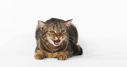 Brown Tabby Domestic Cat, Female Meowing on White Background