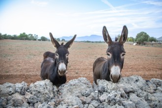 Two donkeys (Ase Balear) standing behind a natural stone wall, portrait, Llubí, Majorca, Spain,