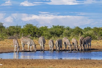 At the waterhole