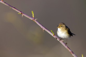 Chiffchaff, (Phylloscopus collybita), (Phylloscopus collybitus), willow warbler, songbird, perch,