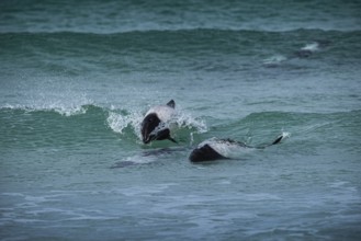 Commerson's dolphins (Cephalorhynchus commersonii), also known as Jacobita or Tonina, surfing in a