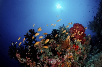 Coral reef with bannerfish, Pseudanthias squamipinnis, Maldives, Indian Ocean, Meemu Atoll, Asia