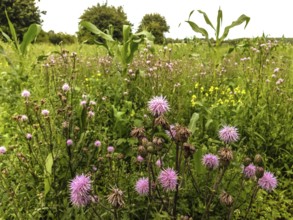 Green fallow with field thistle (Cirsium avense) and rape (Brassica napus) on former maize field