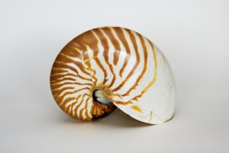 Nautilus shell, pearl boat (Nautilidae), family of cephalopods