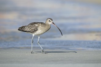 Eurasian curlew, Numenius arquata, Oman, Asia