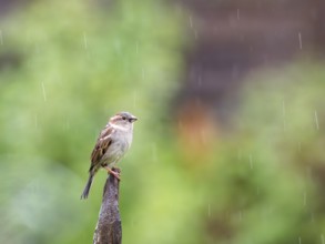 Sparrow perching on a post in the rain