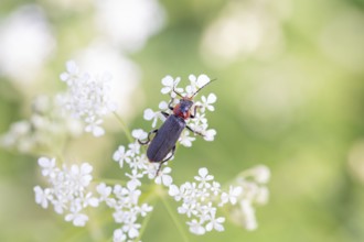 Cantharis fusca (Cantharis fusca), foraging on a flower, Lower Saxony, Germany, Europe