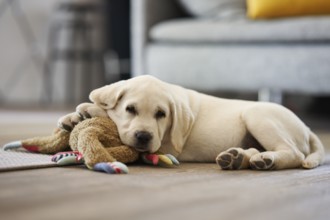 Adorable little dog resting lying on its toy plush rabbit looking contentedly at the camera in the