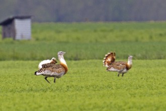 Great bustard (Otis tarda), male