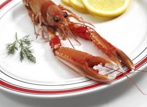 DUBLIN BAY PRAWN OR NORWAY HOBSTER OR SCAMPI ephrops norvegicus ON PLATE
