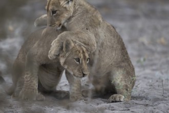 Lion cubs (Panthera leo juvenil) playing, Hyena pan private game reserve, Khwai river area,