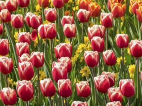 Red and white tulips bloom in the garden, surrounded by yellow flowers, which awakens spring fever,