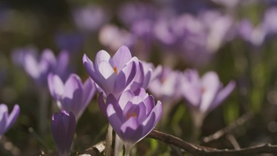 Springtime close-up view of meadow with violet crocuses. Soft selective focus of flowering crocus
