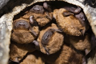 Common noctule (Nyctalus noctula), nest box