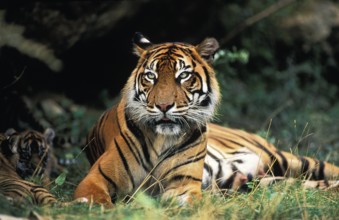 Sumatran Tiger (panthera tigris sumatrae), Mother and Cub
