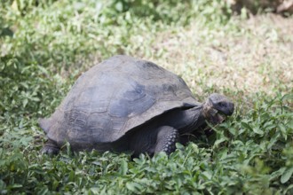 Galapagos giant tortoise, Chelonoidis nigra, Santa Cruz Island, Galapagos, Ecuador, South America