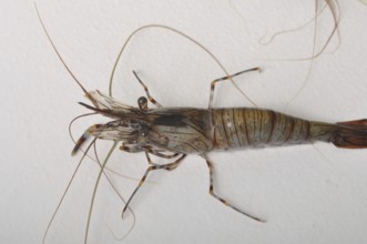Close-up of a brown shrimp with long antennae against a white background
