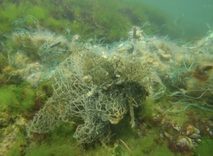 Lost fishing net lies on seabed in green algae Ulva on bright sunny day in sun glare in Black sea,