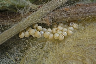Rusty Tussock Moth (Orgyia antiqua), clutch, thread web