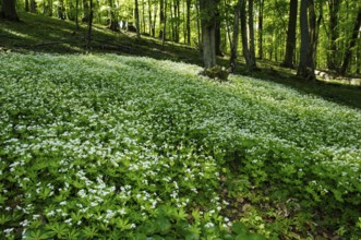 Sweet Woodruff, Woodruff (Asperula odorata) (Galium odoratum), Fragrant bedstraw, Red plants