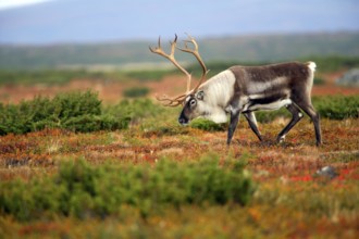 Reindeer (Rangifer tarandus), male, Mittadalen, lateral, Sweden, Europe