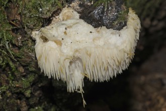 Thorny spikenard (Hericium cirrhatum)