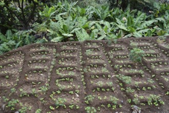 Irrigated field terrace with beans and cassava, Paul Valley, Ribeira do Paul, Santo Antao Island,