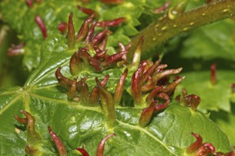 Bugle gall (Eriophyes tiliae)
