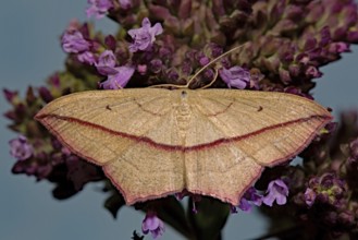 Blood vein (Timandra comae)